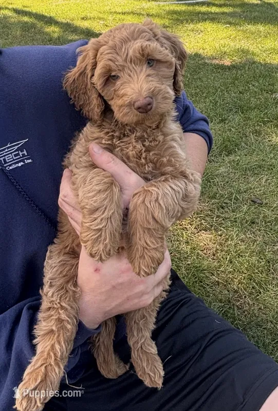 Purple girl – Miniature Goldendoodle puppy for sale in Port Huron, MI