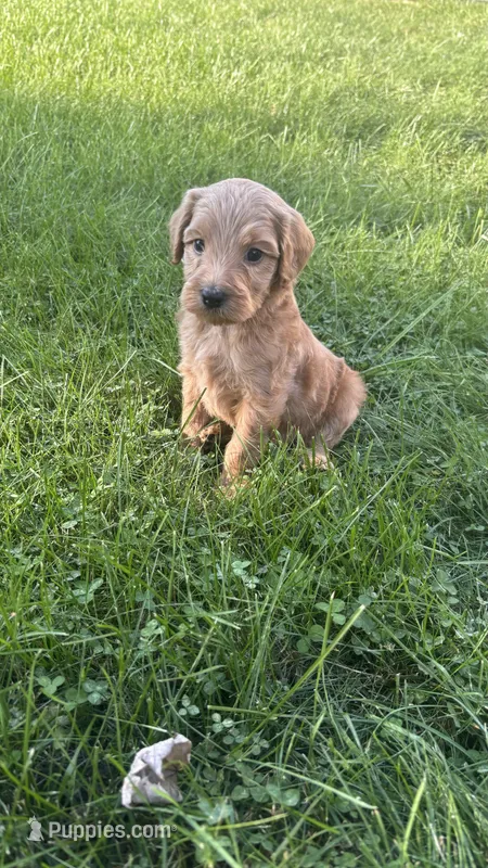 Lime boy – Goldendoodle puppy for sale in Port Huron, MI