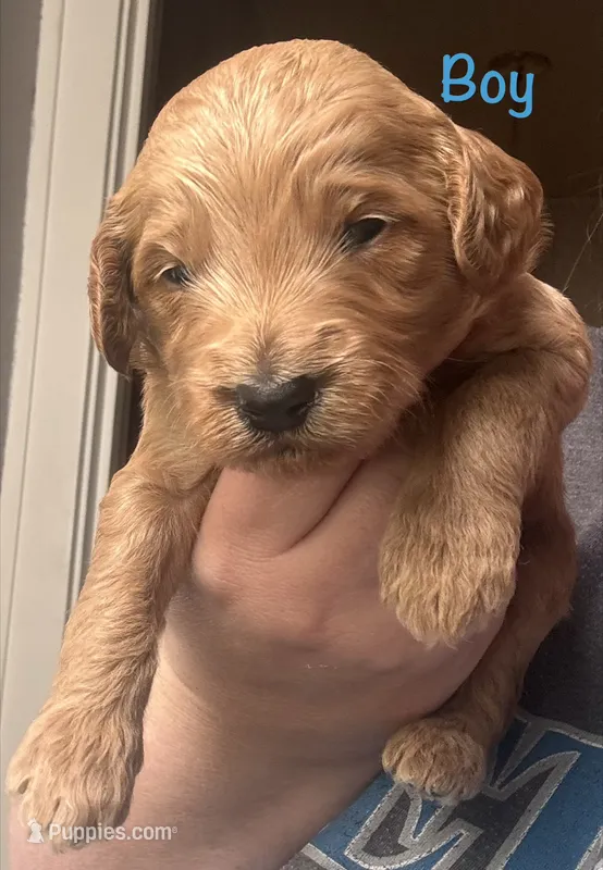 Blue boy  – Goldendoodle puppy for sale in Port Huron, MI
