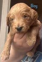 Blue boy , a male Goldendoodle for sale in Port Huron, MI – 1 of 1
