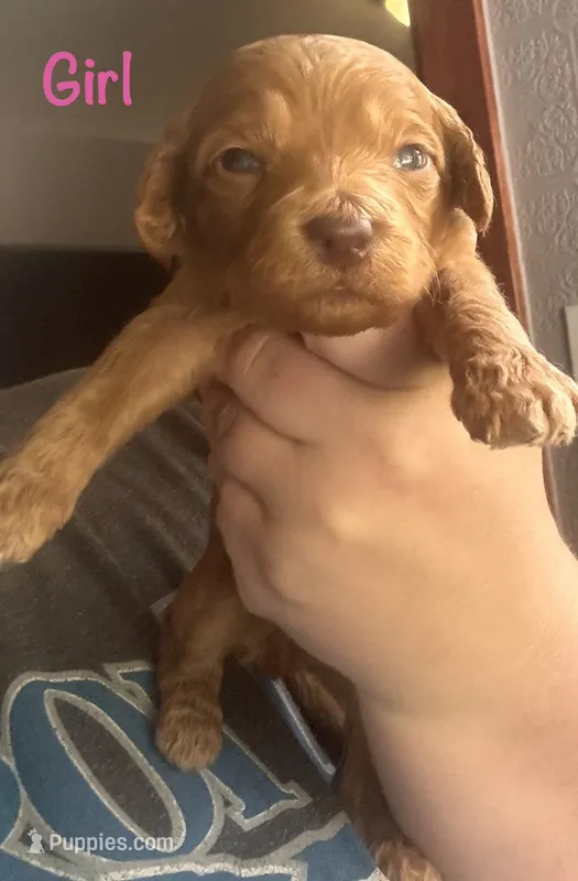 Hot pink girl – Goldendoodle puppy for sale in Port Huron, MI