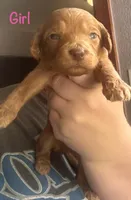 Hot pink girl, a female Goldendoodle for sale in Port Huron, MI – 1 of 1