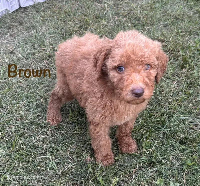 Brown boy – Goldendoodle puppy for sale in Port Huron, MI