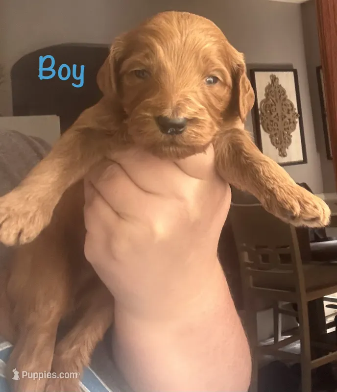 Navy boy – Goldendoodle puppy for sale in Port Huron, MI