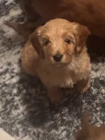 Yellow Girl, a female Goldendoodle for sale in Port Huron, MI – 3 of 3