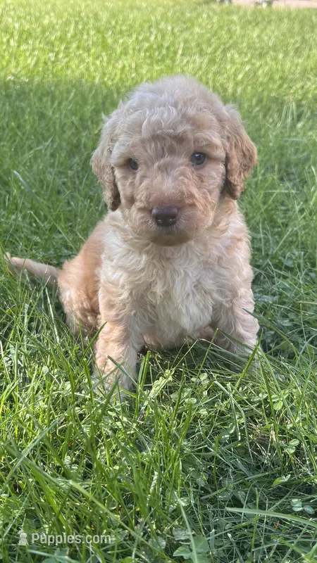 Gray boy – Goldendoodle puppy for sale in Port Huron, MI