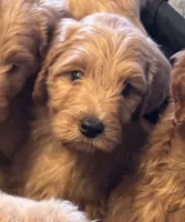 Lime boy, a male Miniature Goldendoodle for sale in Port Huron, MI – 2 of 2