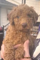Brown boy, a male Miniature Goldendoodle for sale in Port Huron, MI – 2 of 2