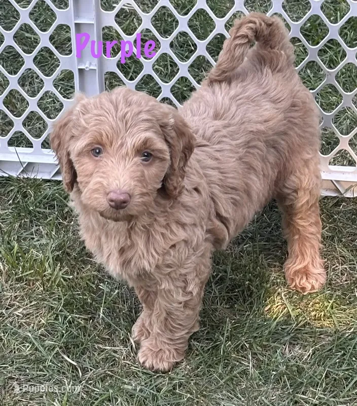 Purple girl – Goldendoodle puppy for sale in Port Huron, MI