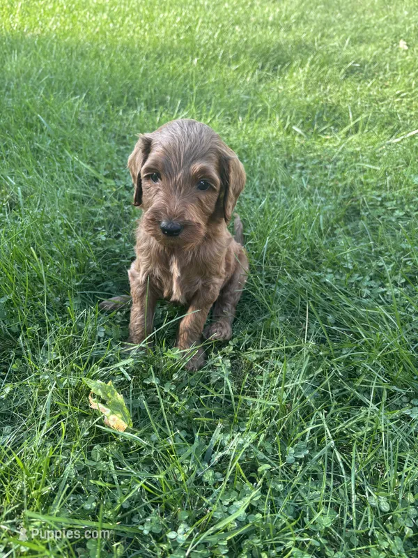Navy boy – Goldendoodle puppy for sale in Port Huron, MI