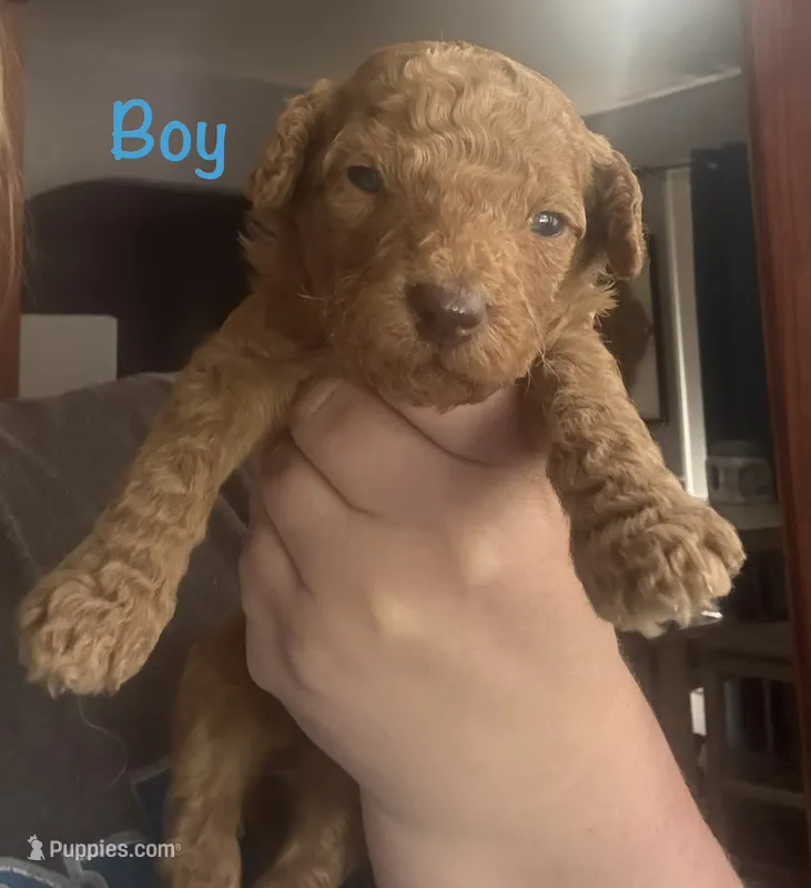 Brown boy – Goldendoodle puppy for sale in Port Huron, MI
