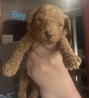 Brown boy, a male Goldendoodle for sale in Port Huron, MI – 1 of 1