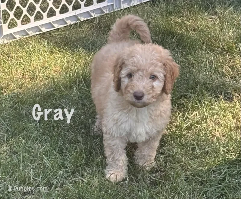 Gray boy – Goldendoodle puppy for sale in Port Huron, MI