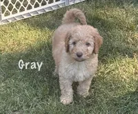 Gray boy, a male Miniature Goldendoodle for sale in Port Huron, MI – 1 of 1