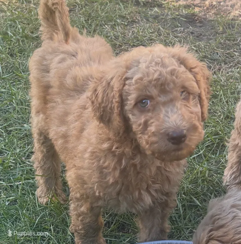 Brown boy – Miniature Goldendoodle puppy for sale in Port Huron, MI