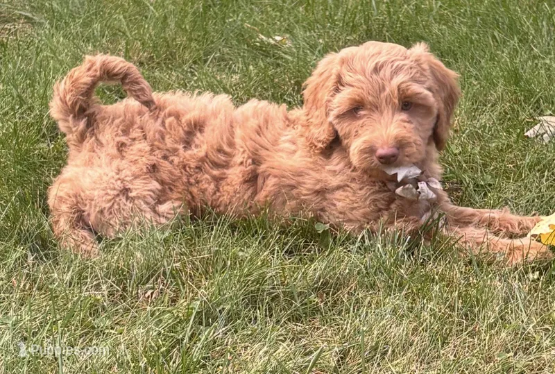Purple girl – Miniature Goldendoodle puppy for sale in Port Huron, MI