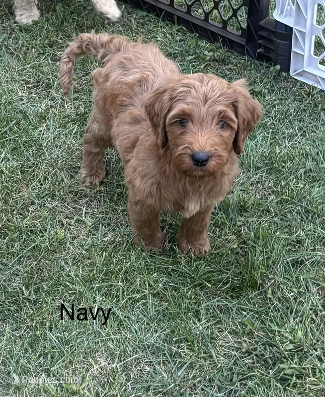 Navy boy – Goldendoodle puppy for sale in Port Huron, MI
