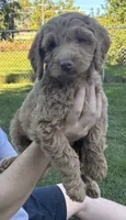 Purple girl, a female Miniature Goldendoodle for sale in Port Huron, MI – 2 of 2