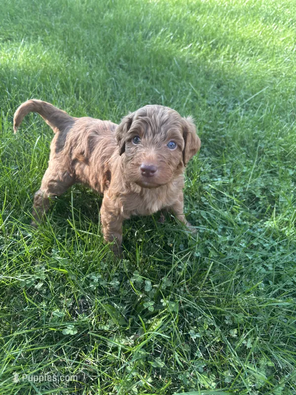 Green boy – Goldendoodle puppy for sale in Port Huron, MI