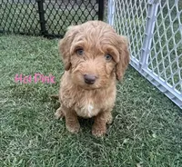 Hot Pink, a female Miniature Goldendoodle for sale in Port Huron, MI – 2 of 2