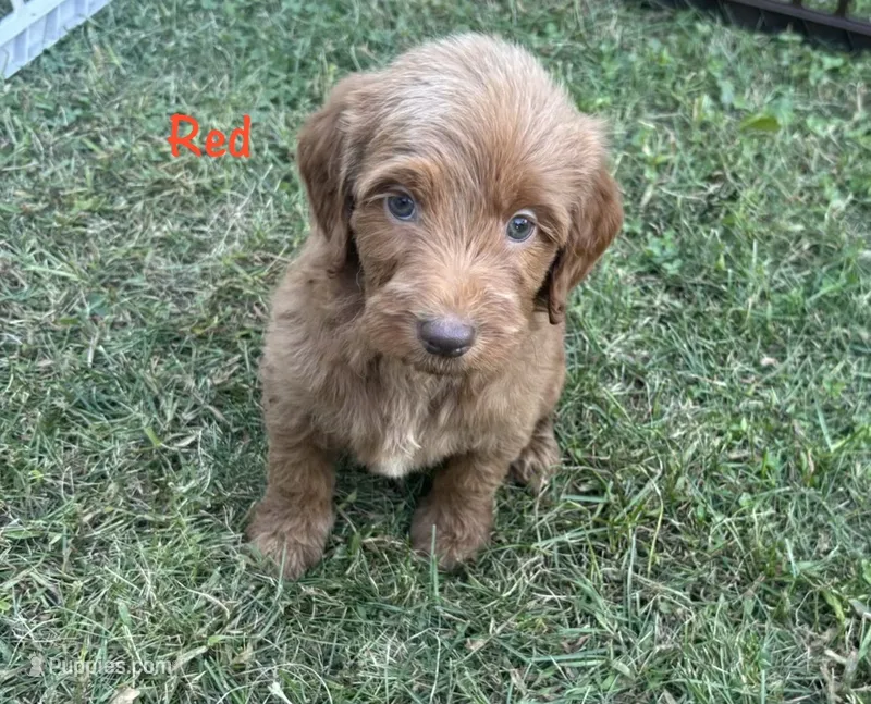 Red girl – Goldendoodle puppy for sale in Port Huron, MI