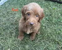 Red girl, a female Miniature Goldendoodle for sale in Port Huron, MI – 1 of 1
