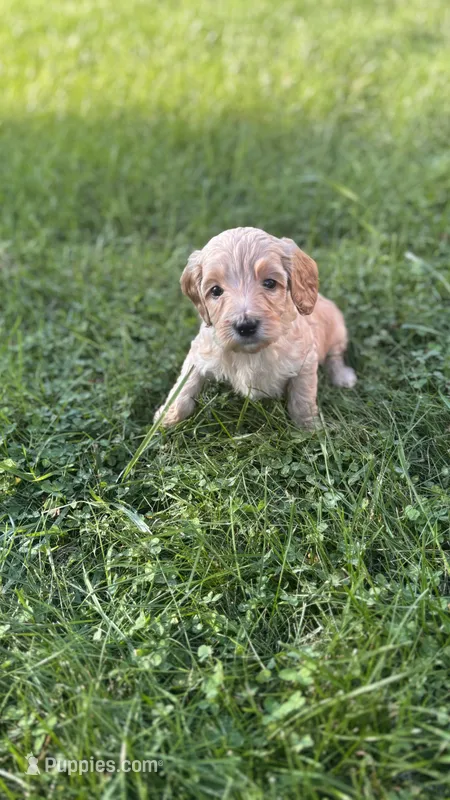 Yellow girl – Goldendoodle puppy for sale in Port Huron, MI