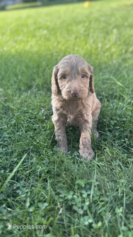 Purple girl – Goldendoodle puppy for sale in Port Huron, MI