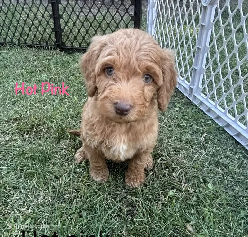 Hot pink girl – Goldendoodle puppy for sale in Port Huron, MI
