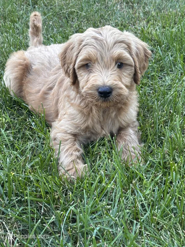 Lime boy – Miniature Goldendoodle puppy for sale in Port Huron, MI