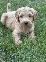 Lime boy, a male Miniature Goldendoodle for sale in Port Huron, MI – 1 of 2