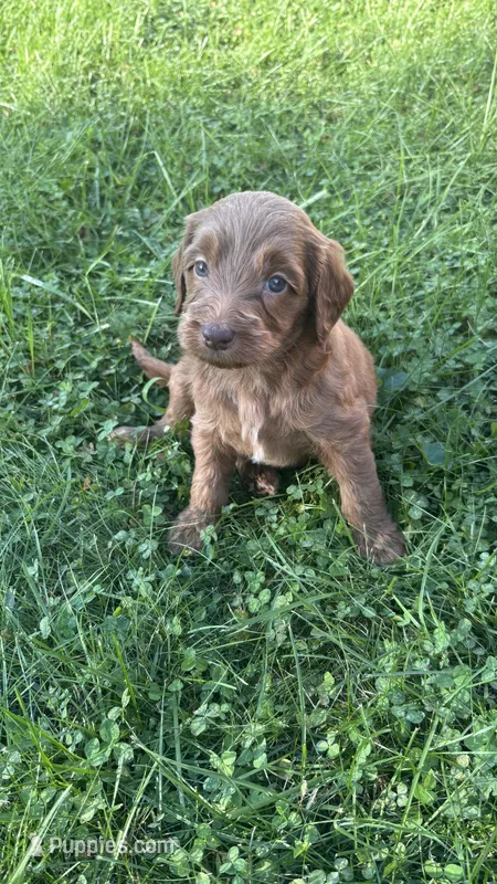 Red girl – Goldendoodle puppy for sale in Port Huron, MI
