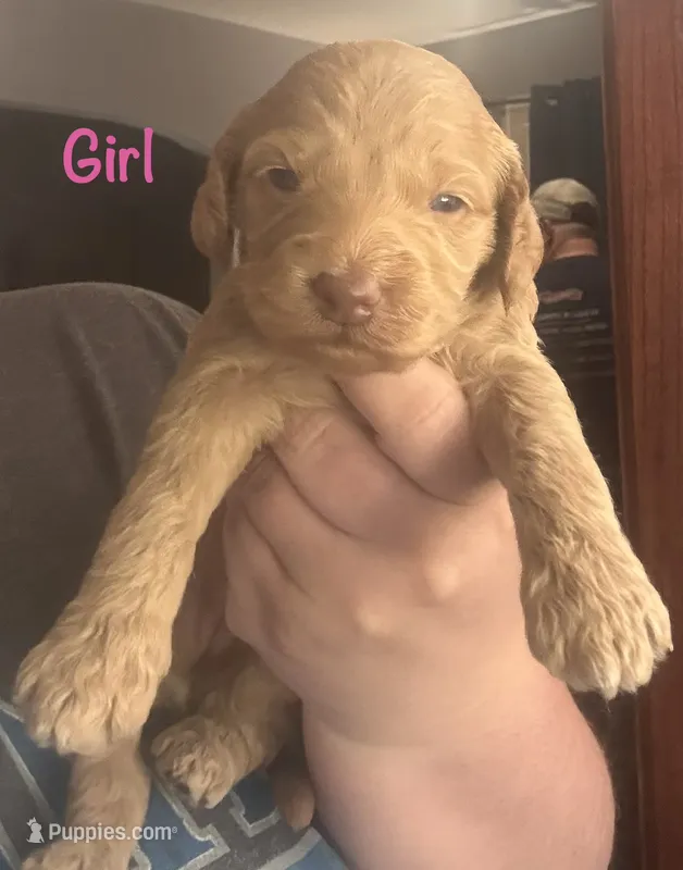 Purple girl – Goldendoodle puppy for sale in Port Huron, MI