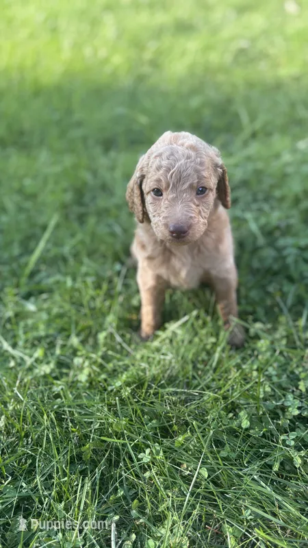 Orange girl  – Goldendoodle puppy for sale in Port Huron, MI