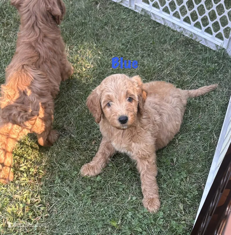 Blue boy  – Goldendoodle puppy for sale in Port Huron, MI