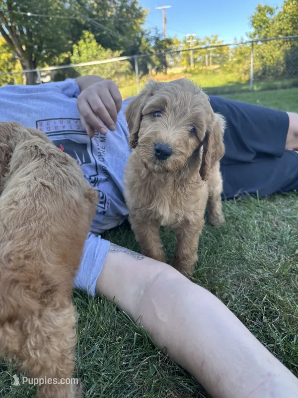 Blue boy  – Miniature Goldendoodle puppy for sale in Port Huron, MI