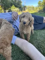 Blue boy , a male Miniature Goldendoodle for sale in Port Huron, MI – 1 of 1