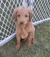 Orange Girl, a male Miniature Goldendoodle for sale in Port Huron, MI – 1 of 1