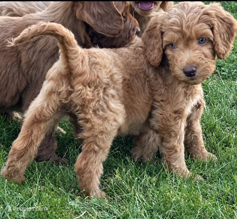 Hot Pink – Miniature Goldendoodle puppy for sale in Port Huron, MI