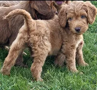 Hot Pink, a female Miniature Goldendoodle for sale in Port Huron, MI – 1 of 2