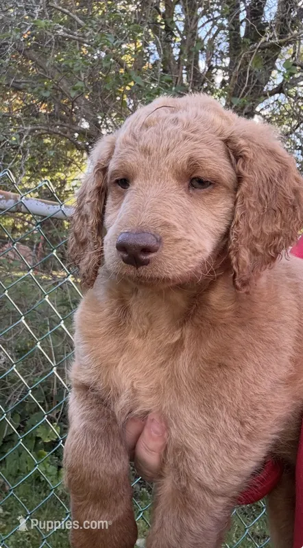 Orange Girl – Miniature Goldendoodle puppy for sale in Port Huron, MI
