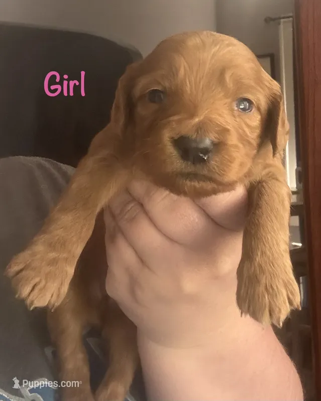Pink girl – Goldendoodle puppy for sale in Port Huron, MI