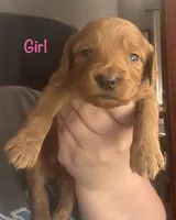 Pink girl, a female Goldendoodle for sale in Port Huron, MI – 1 of 1