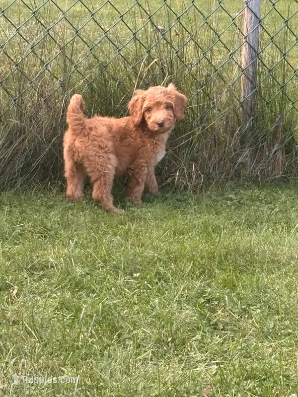 Hot Pink – Miniature Goldendoodle puppy for sale in Port Huron, MI