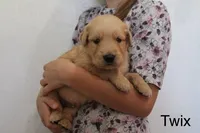 Twix, a male Golden Retriever for sale in Nora Springs, IA – 3 of 3