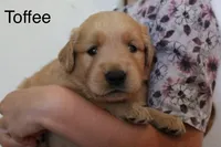 Toffee, a female Golden Retriever for sale in Nora Springs, IA – 3 of 3