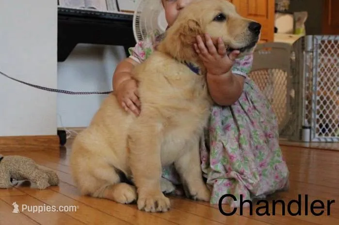Chandler – Golden Retriever puppy for sale in Nora Springs, IA