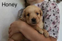 Honey, a female Golden Retriever for sale in Nora Springs, IA – 1 of 3