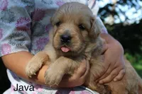 Java, a male Golden Retriever for sale in Nora Springs, IA – 3 of 3