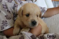 Bella, a female Golden Retriever for sale in Nora Springs, IA – 2 of 3